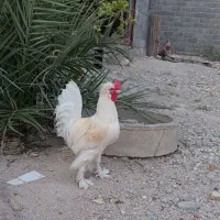 فروش خروس محلی کاکلی پاپر