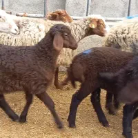 میش بره دار