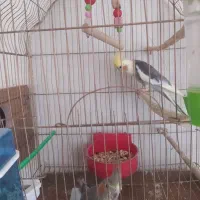 عروس|پرنده|چهاربرج, |دیوار