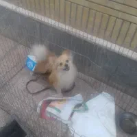 سلام پامرروباهی خوشرنگ تربییت شده قیمت ۹