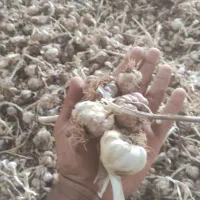 بذر سیر علفی