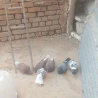 فروش کفتر پرشی