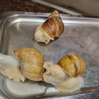 حلزون مولد آلبینو