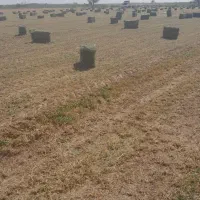 خرید و فروش علوفه یونجه|خدمات باغبانی و درختکاری|قزوین, |دیوار
