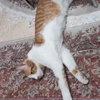 واگذاری گربه شناسنامه داره واکسن خورده رایگان رایگ|گربه|تهران, گلستان (شهرک راه آهن)|دیوار