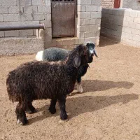 بره و کهره|حیوانات مزرعه|مرودشت, رودبال|دیوار