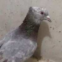 سارکاکلی ساده کلاغ دم خال دم سار سرخ پشتی