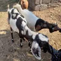 یه بز با یه گیسه 3قلو زا به بفروش میرسد