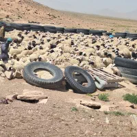 فروش بره گوسفند بزغاله بز