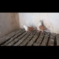 ۳۰۰۰۰۰۰۰|پرنده|مشهد, شهرآباد|دیوار