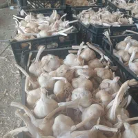 حدود ۲تن سیر تویسرکان و۳۰۰کیلودرجه ۲  پیکان بار