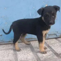 واگذاری ژرمن