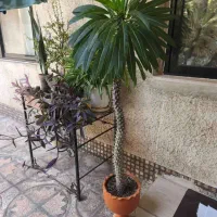 نخل ماداگاسکار|گل و گیاه طبیعی|فولادشهر, B1|دیوار