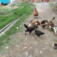 جوجه و مرغ برهما پاپر محلی لاری گلین بوقلمون و...