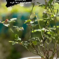 پیدا شدن کارت بانکی