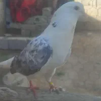 ۱عدد کبوتر