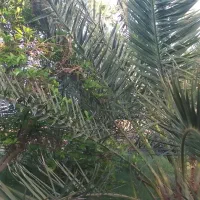 جنگ درخت می کنم درخت پاک می کنم گرازم میدمدرخت