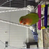 کوتوله برزیلی|پرنده|مشهد, انقلاب|دیوار