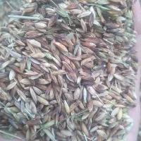 دریسیه دارخوین|خدمات باغبانی و درختکاری|شادگان, |دیوار