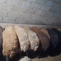 ۷۰ عددگوسفند  نصف نر نصف ماده