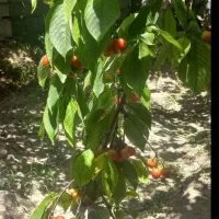 چهاردیواری ۸۰ میلیون نقد مابقی شرایط|فروش زمین و ملک کلنگی|اصفهان, ردان|دیوار
