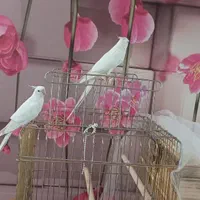 یک جفت البینو  ، با کلیه وسایل|پرنده|تهران, جوادیه|دیوار