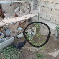 دو عدد جوجه|حیوانات مزرعه|لیلان, |دیوار