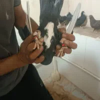 کبوتر‌فروشی‌
