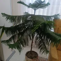 کاج مطبق درجه 1