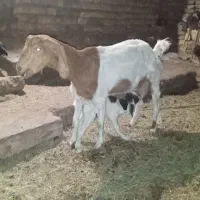گوسفند فروشی