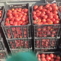 گوجه بازاری و ربی