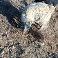 بزغاله درجه یک تخم دار افغان|حیوانات مزرعه|خرقان, |دیوار