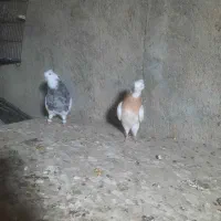 جفت طوقی نرماده|پرنده|گلستان (تهران), |دیوار