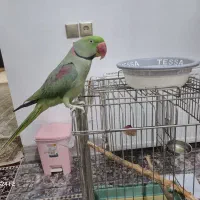 شاه طوطی زیبا