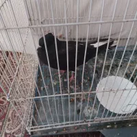 کفتر زاغ دم سفید