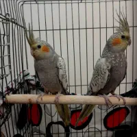 جوجه طوطی عروسی هلندی|پرنده|تهران, تاکسیرانی|دیوار