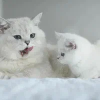 بریتیش نقره ای جان