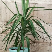 حراج گل و گیاه طبیعی|حراج|اسلام‌شهر, شهرک سعیدیه|دیوار