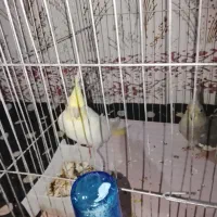 یک جفت عروس هلندی بالغ