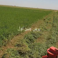 بذر پایه بلند یونجه همدانی منطقه خیرآباد|خدمات باغبانی و درختکاری|شراء, |دیوار