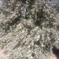 کارگر برای باغ زیتون نیازمندیم