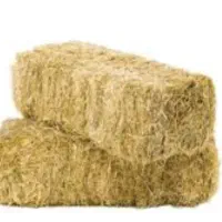 کولش گندم