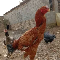 تخم مرغ نطفه دارتضمینی ۶۰تومان کفترانگلیسی