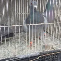 سه تا صید قلدر|پرنده|مشهد, تلگرد|دیوار