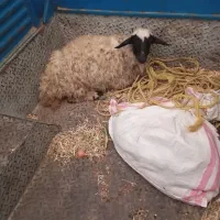 فروش گوسفند و بزغاله ماده|حیوانات مزرعه|روانسر, |دیوار