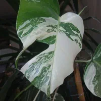 گل و گیاه طبیعی