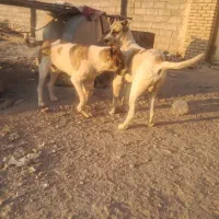 فروش حیون سگ