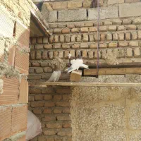 چهار عدد کبوتر|حیوانات|اردبیل, |دیوار