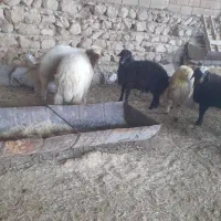 بره|حیوانات مزرعه|هندمینی, |دیوار