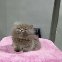 بچه گربه برتیش پرشین